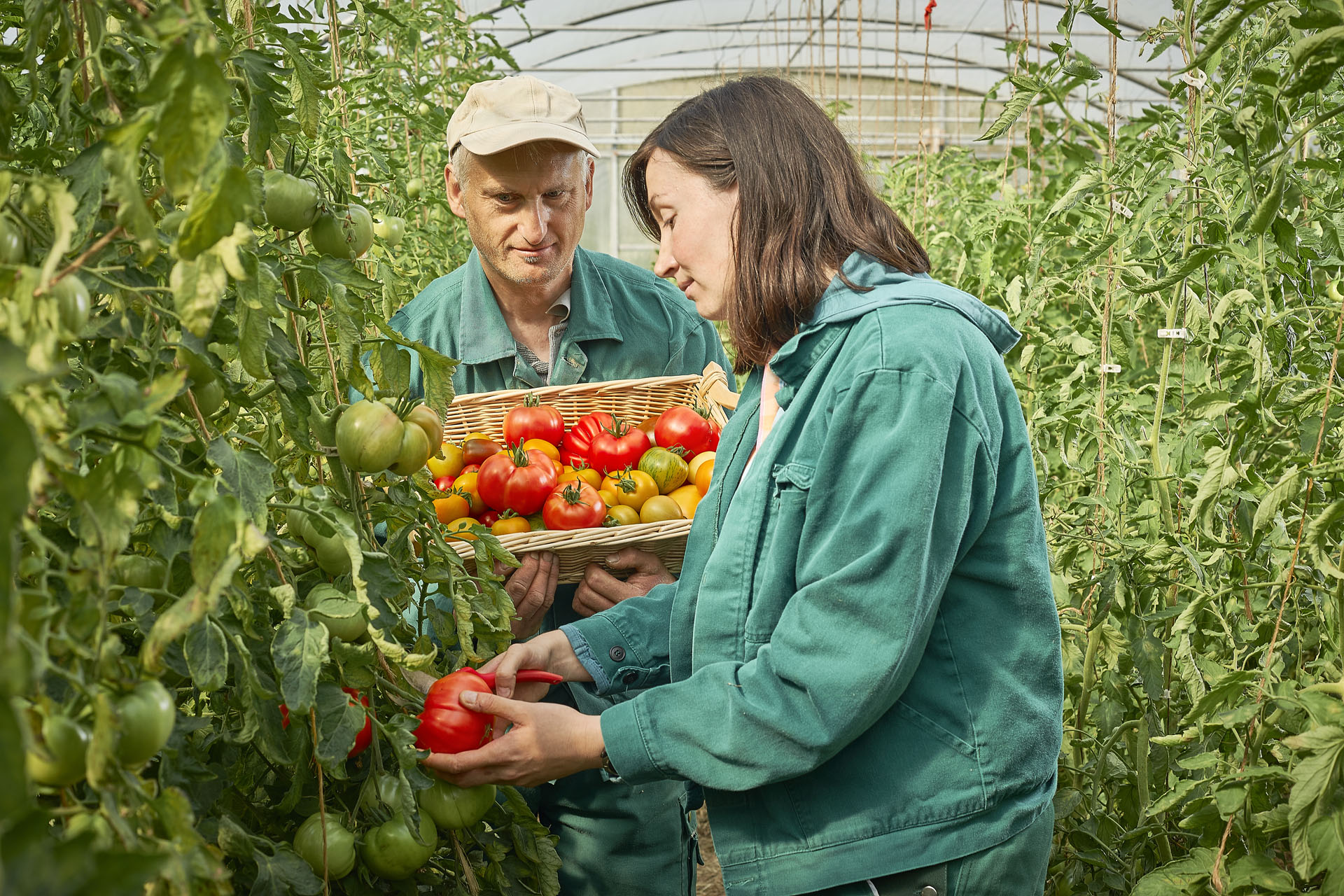 Die Kulisse ist eine Anbauhalle für Tomaten. In der Mitte steht eine Frau, sie trägt eine türkise Jacke, und pflückt Reife Tomaten. Hinter ihr steht ein älterer Herr mit einem Holzkorb voller reifer Tomaten. Beide Personen sind umgeben von Tomatenpflanzen